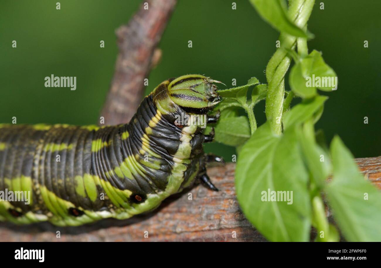 Hawk-moth (Agrius convolvuli) caterpillar eat the leaves of the Convolvulus. Stock Photo