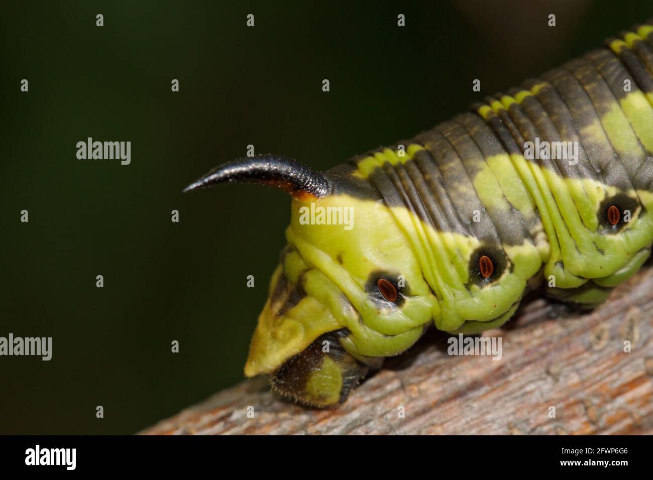 Close up the caterpillar of convolvulus hawk-moth Stock Photo