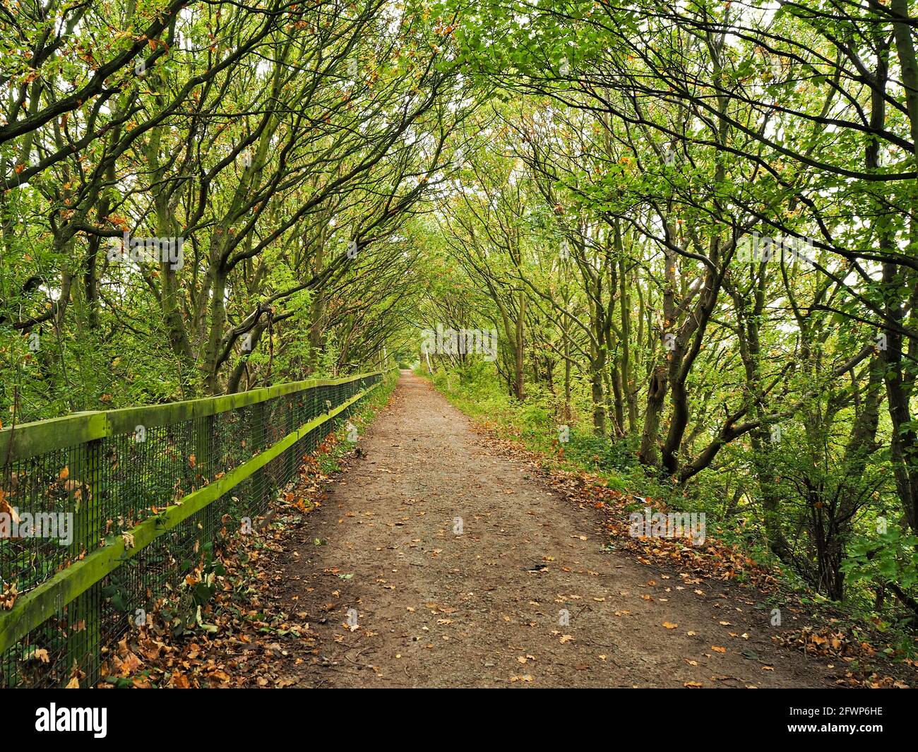 Lines Way trail lined by trees in West Yorkshire, England Stock Photo