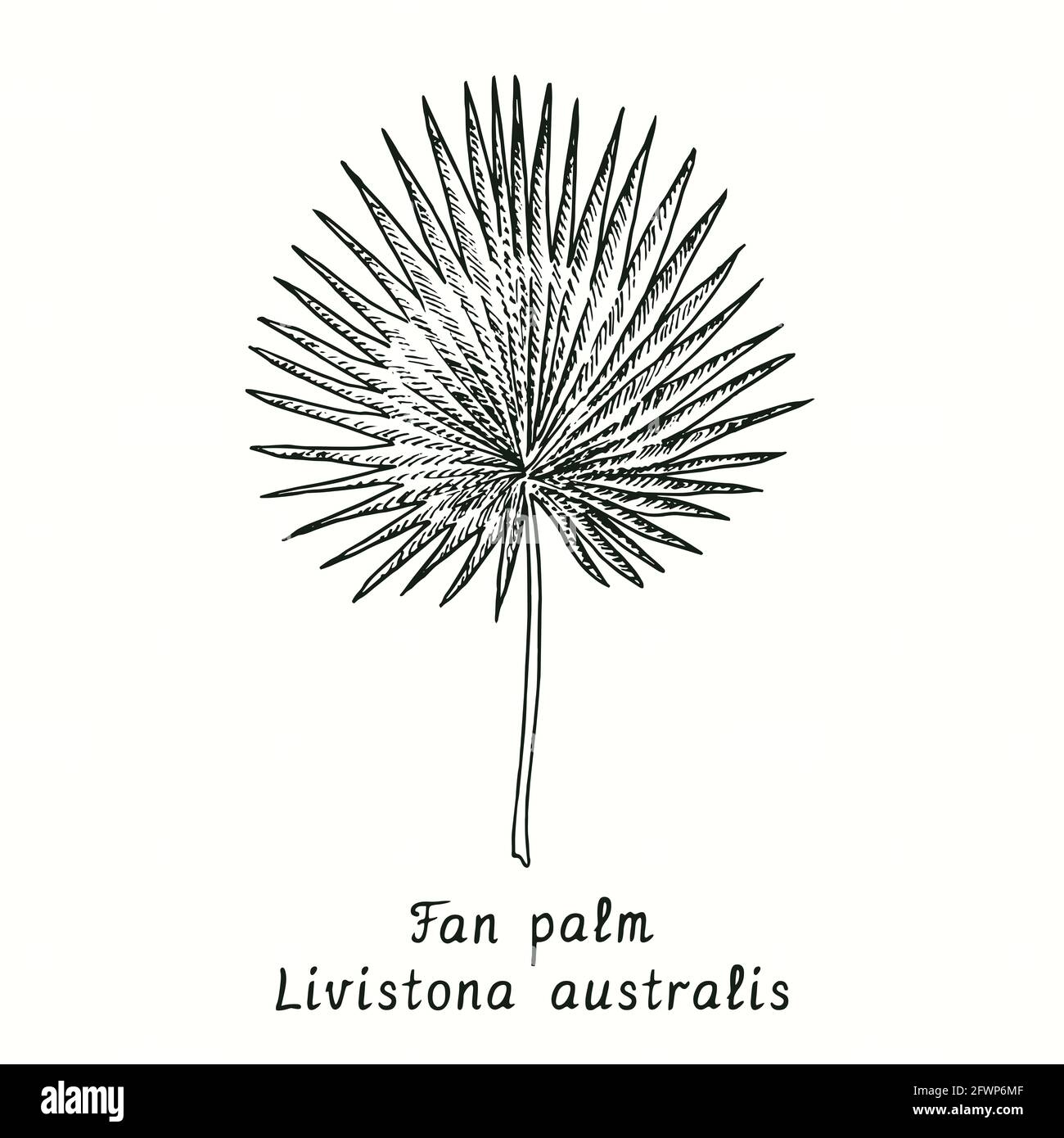 Fan palm (Livistona australia) leaf. Ink black and white doodle drawing in woodcut style. Stock Photo