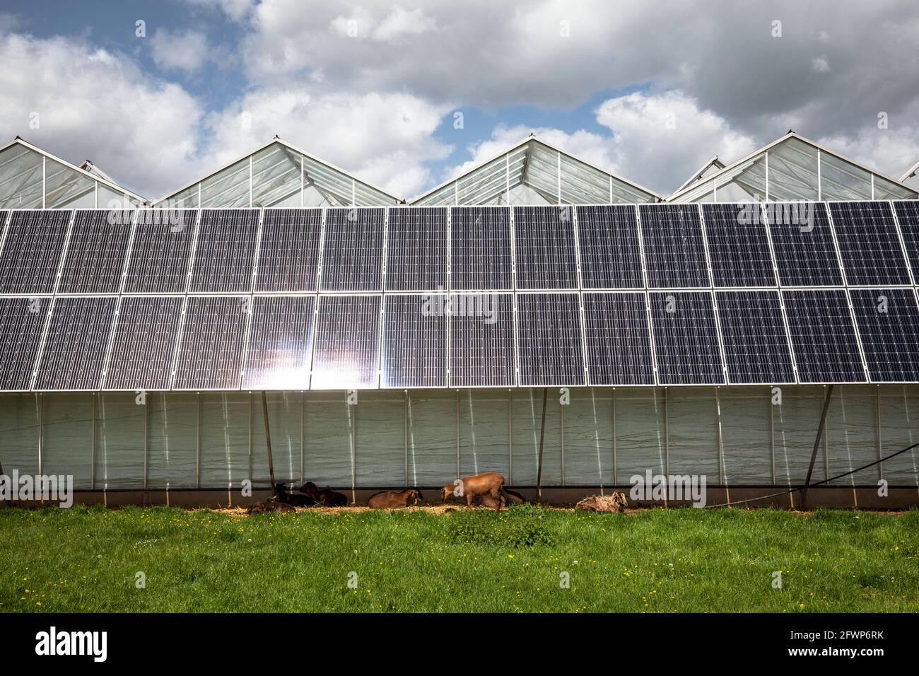 photovoltaic modules, solar panels on greenhouses of a nursery garden in Pulheim-Sinnersdorf, goats lie in the shade, North Rhine-Westphalia, Germany. Stock Photo