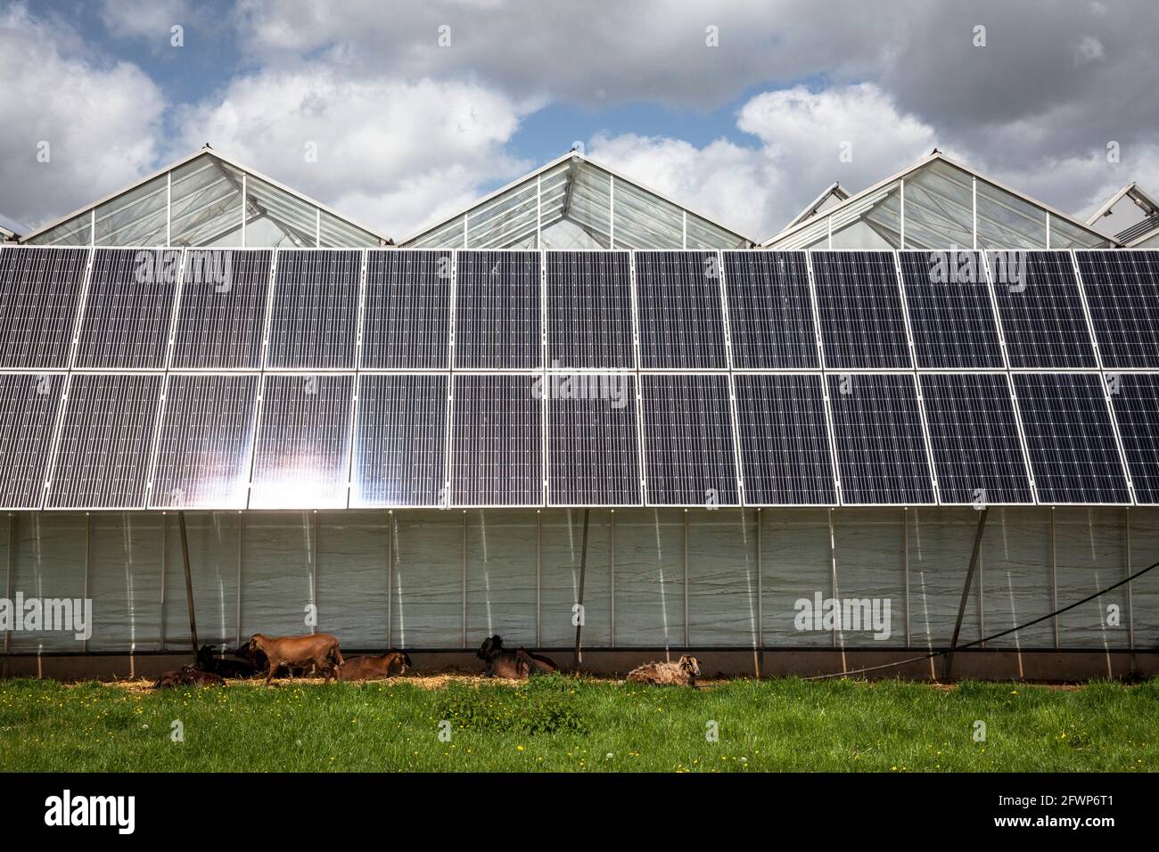 photovoltaic modules, solar panels on greenhouses of a nursery garden in Pulheim-Sinnersdorf, goats lie in the shade, North Rhine-Westphalia, Germany. Stock Photo