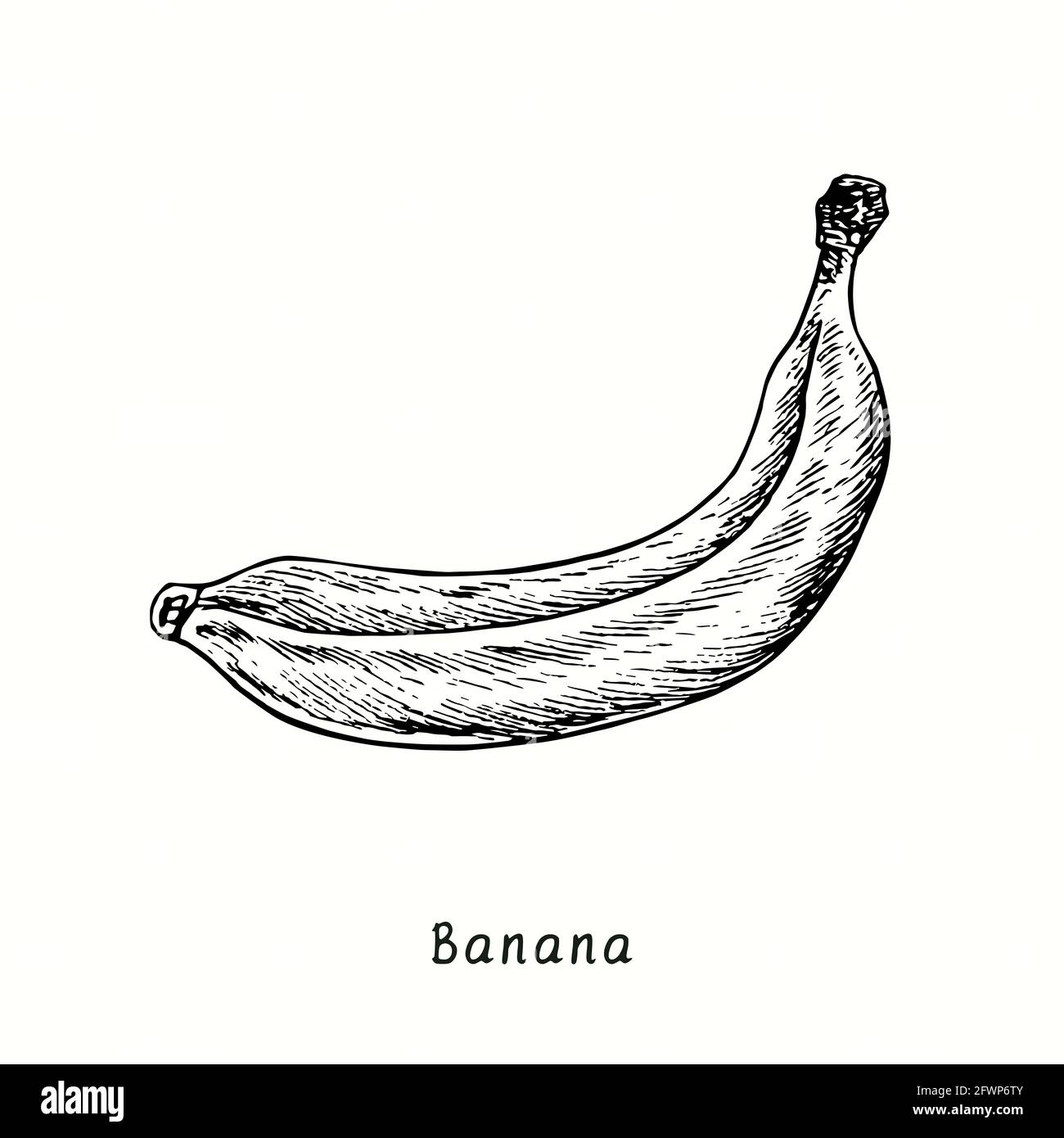 Three Hand Drawn Fresh Bananas | Premium Image