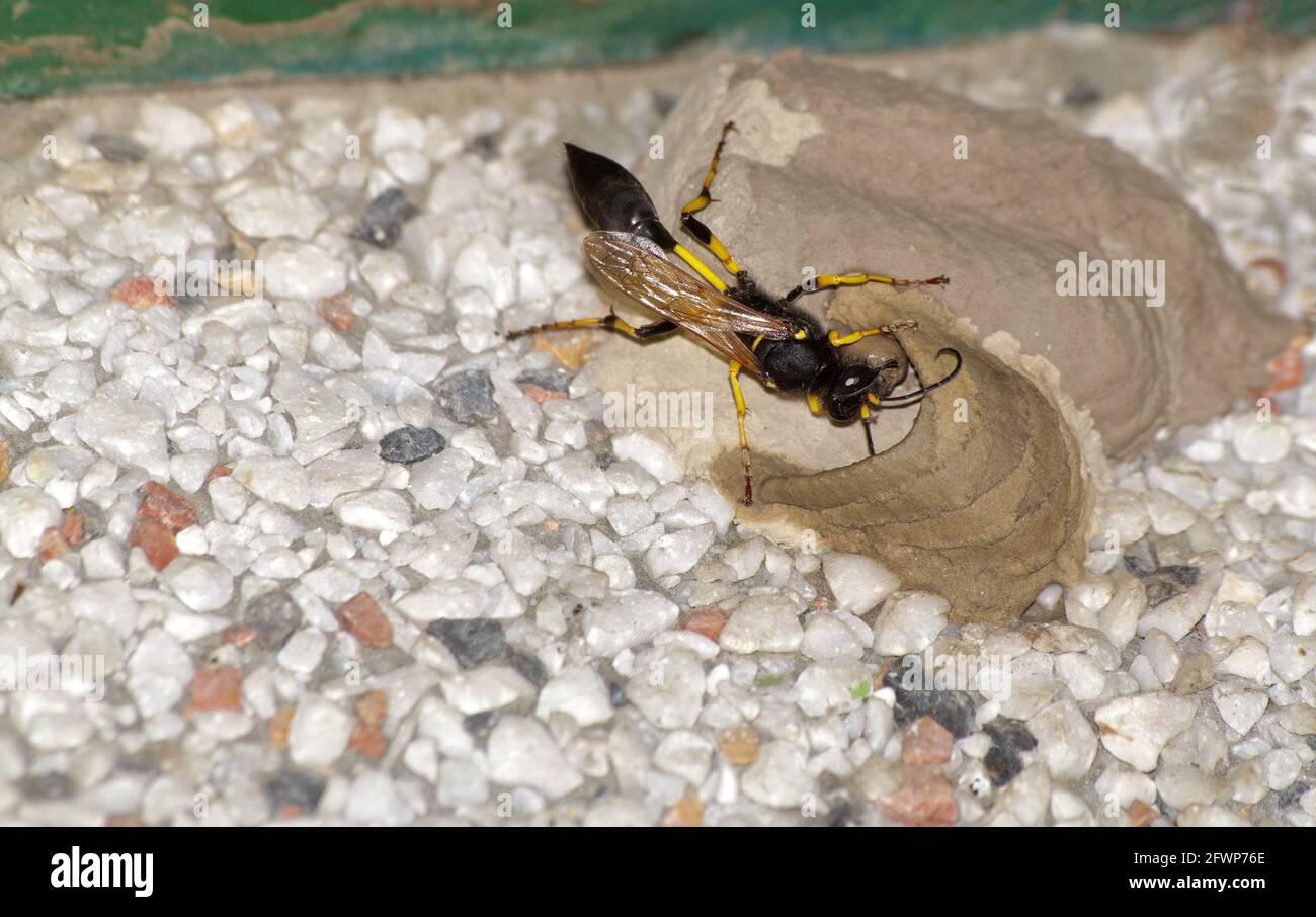 Wasp building a nests of mud ( Sceliphron destillatorium). Close up of insect. Stock Photo