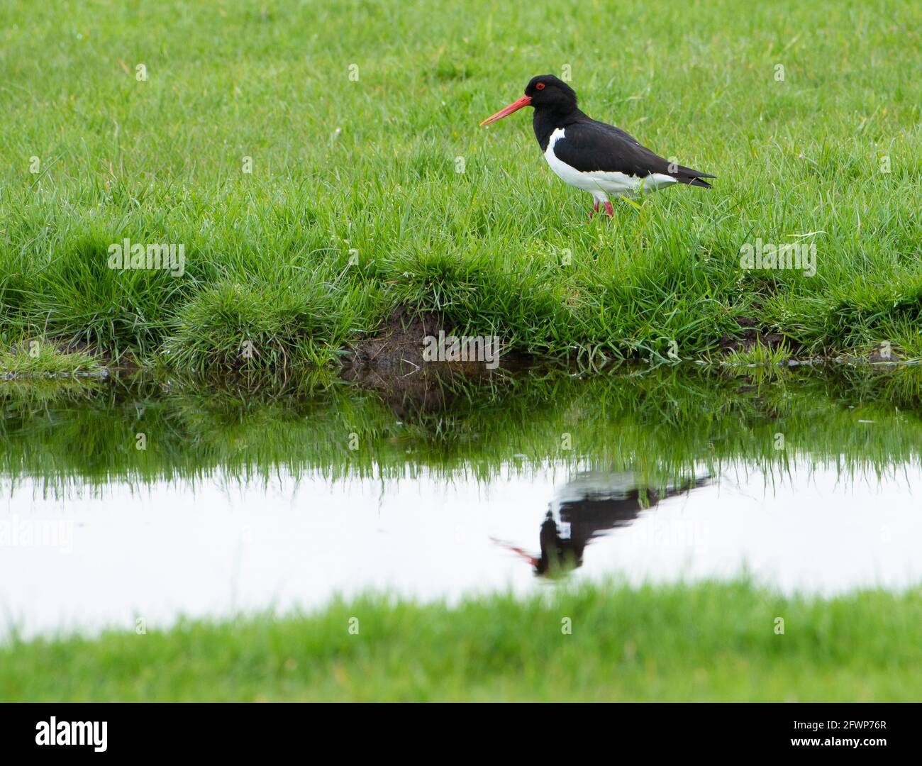 An oystercatcher in a field with a pond, Whitewell, Clitheroe, Lancashire, UK. Stock Photo
