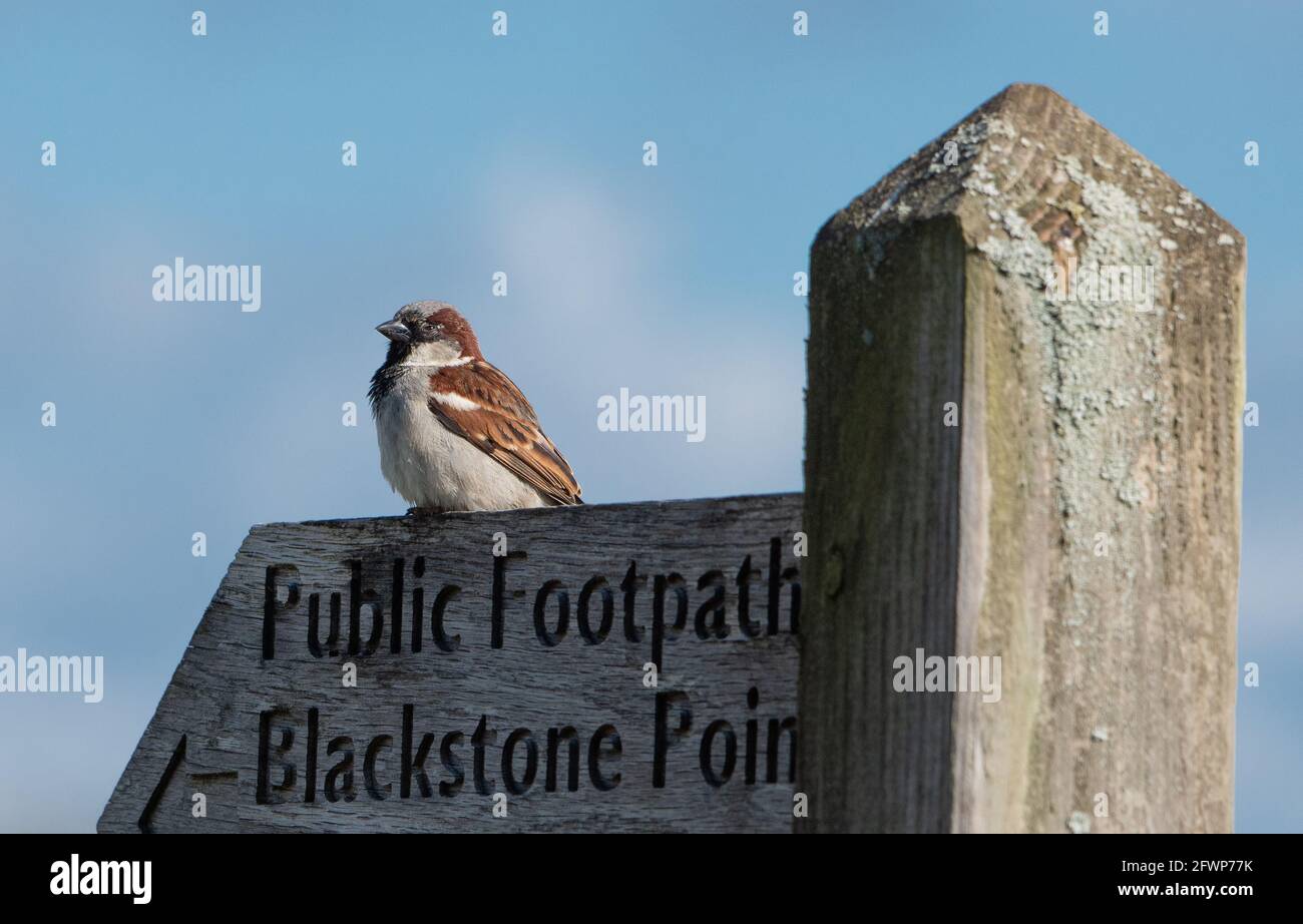 A male House sparrow on a wooden footpath sign, Arnside, Milnthorpe, Cumbria, UK Stock Photo