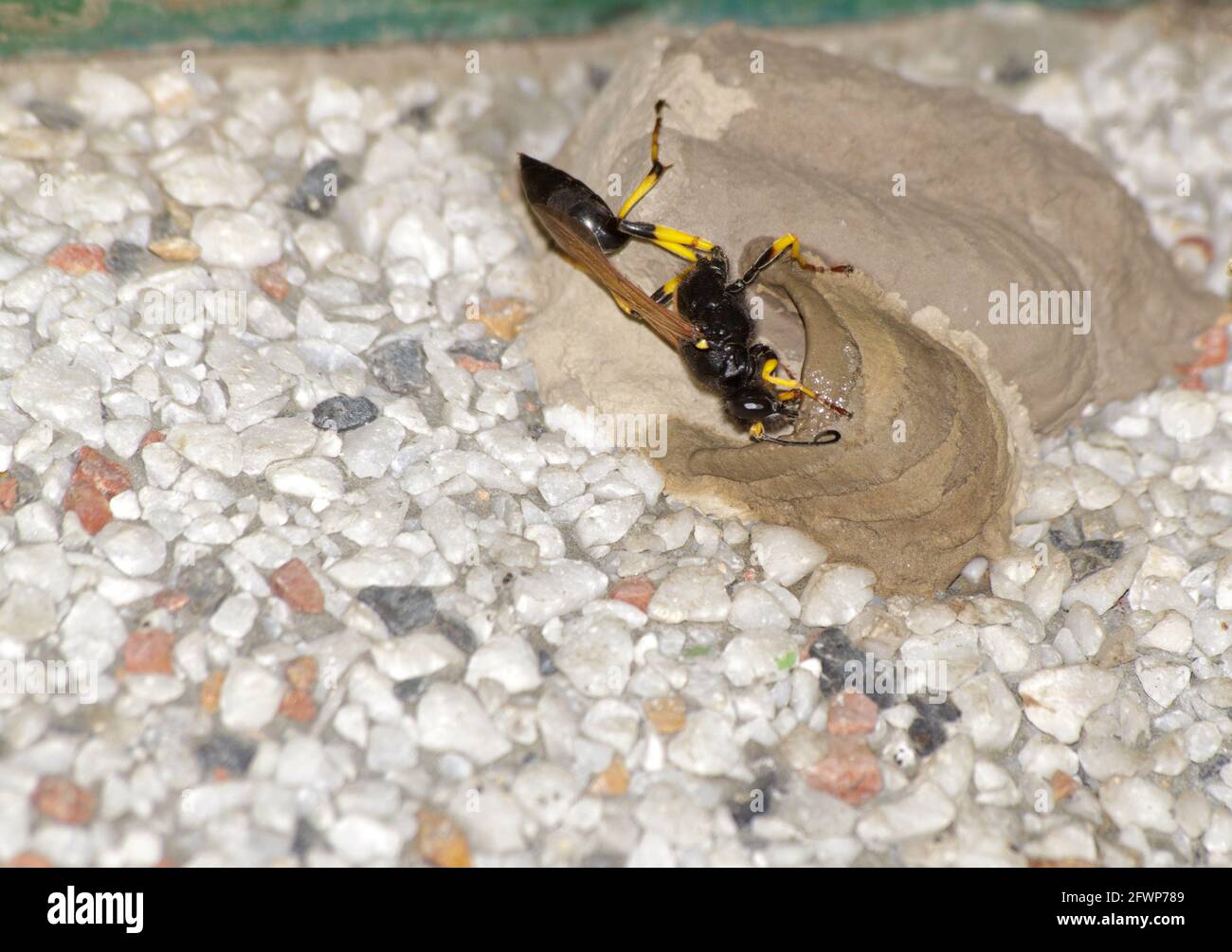 Sceliphron destillatorium wasp  building a nests of mud. Close up of insect. Stock Photo