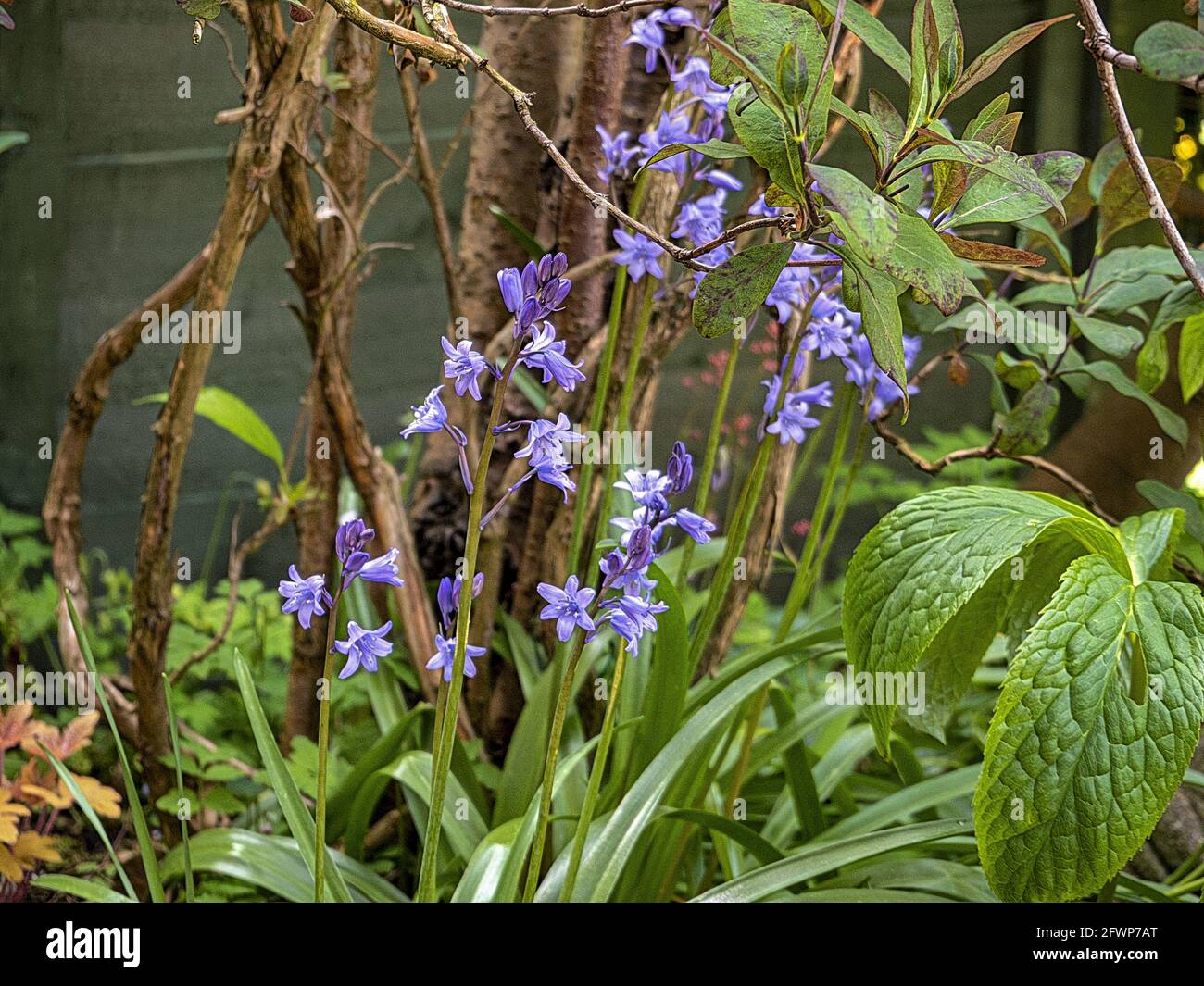 bluebells in an English garden Stock Photo - Alamy
