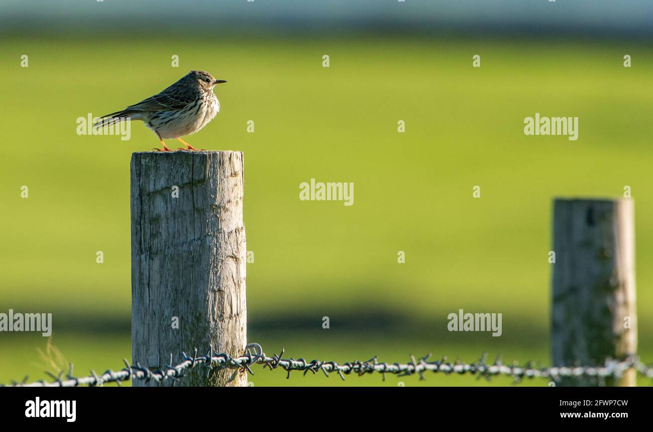 A meadow pipit on a wooden fence post, Whitewell, Clitheroe, Lancashire, UK Stock Photo