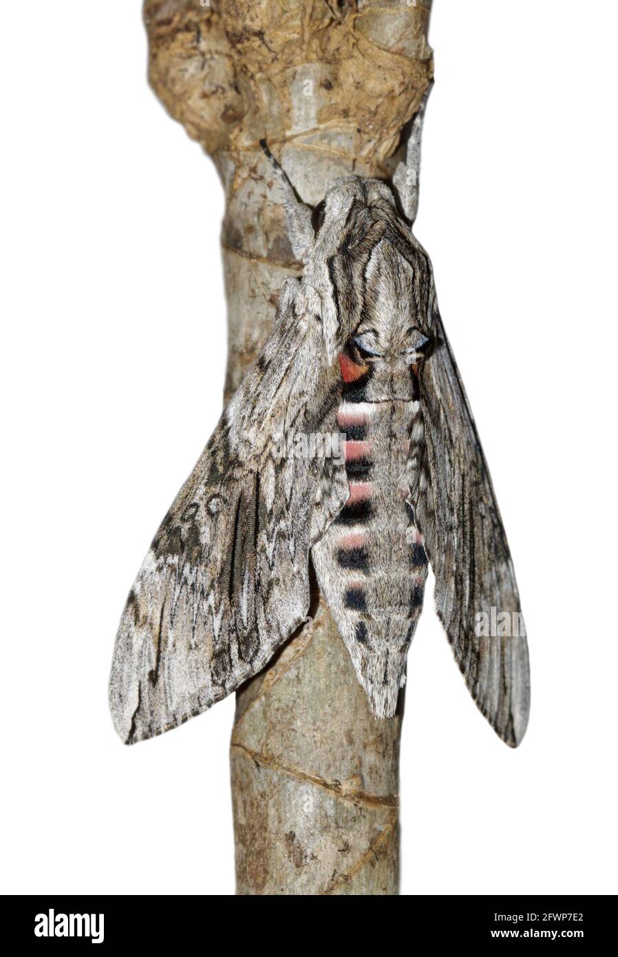 Convolvulus hawk-moth (Agrius convolvuli) isolated on white Stock Photo