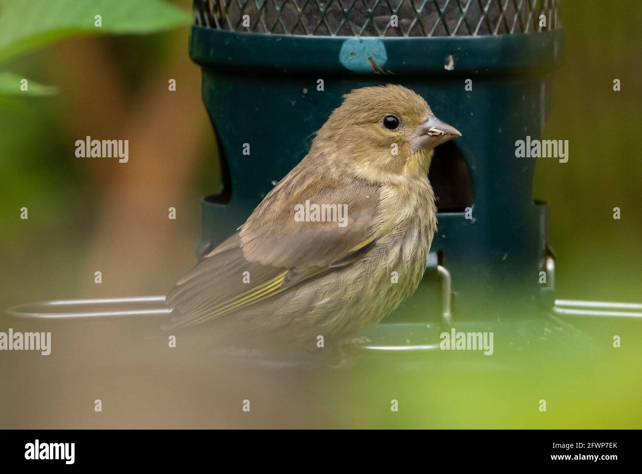 Close-up of a female greenfinch on a bird feeder in a garden,Chipping, Preston, Lancashire, UK Stock Photo