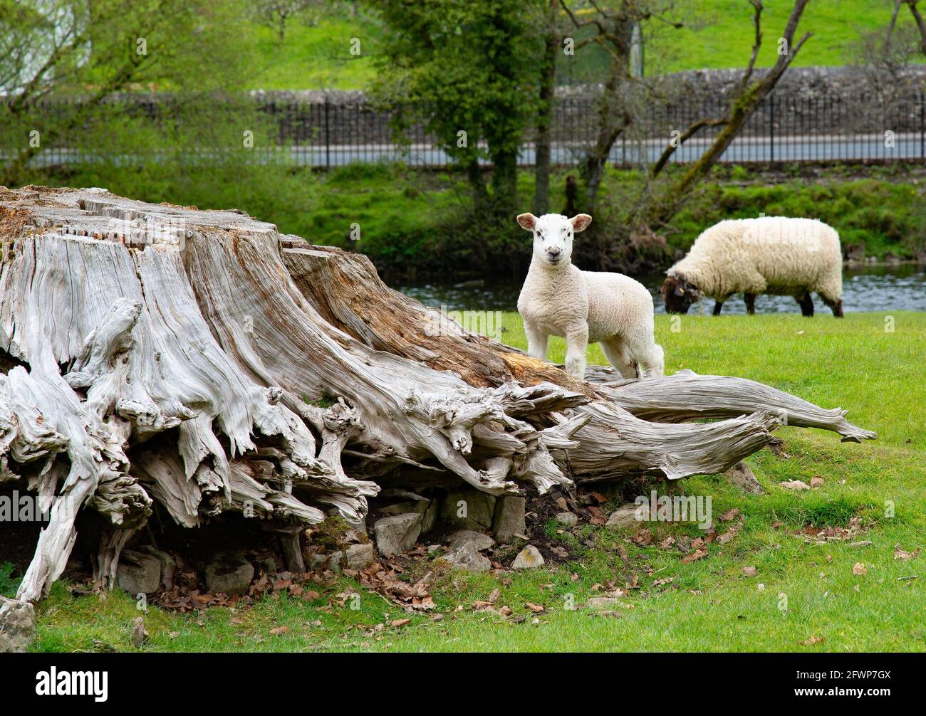 A lamb and ewe and old tree stump, Milnthorpe, Cumbria. UK Stock Photo
