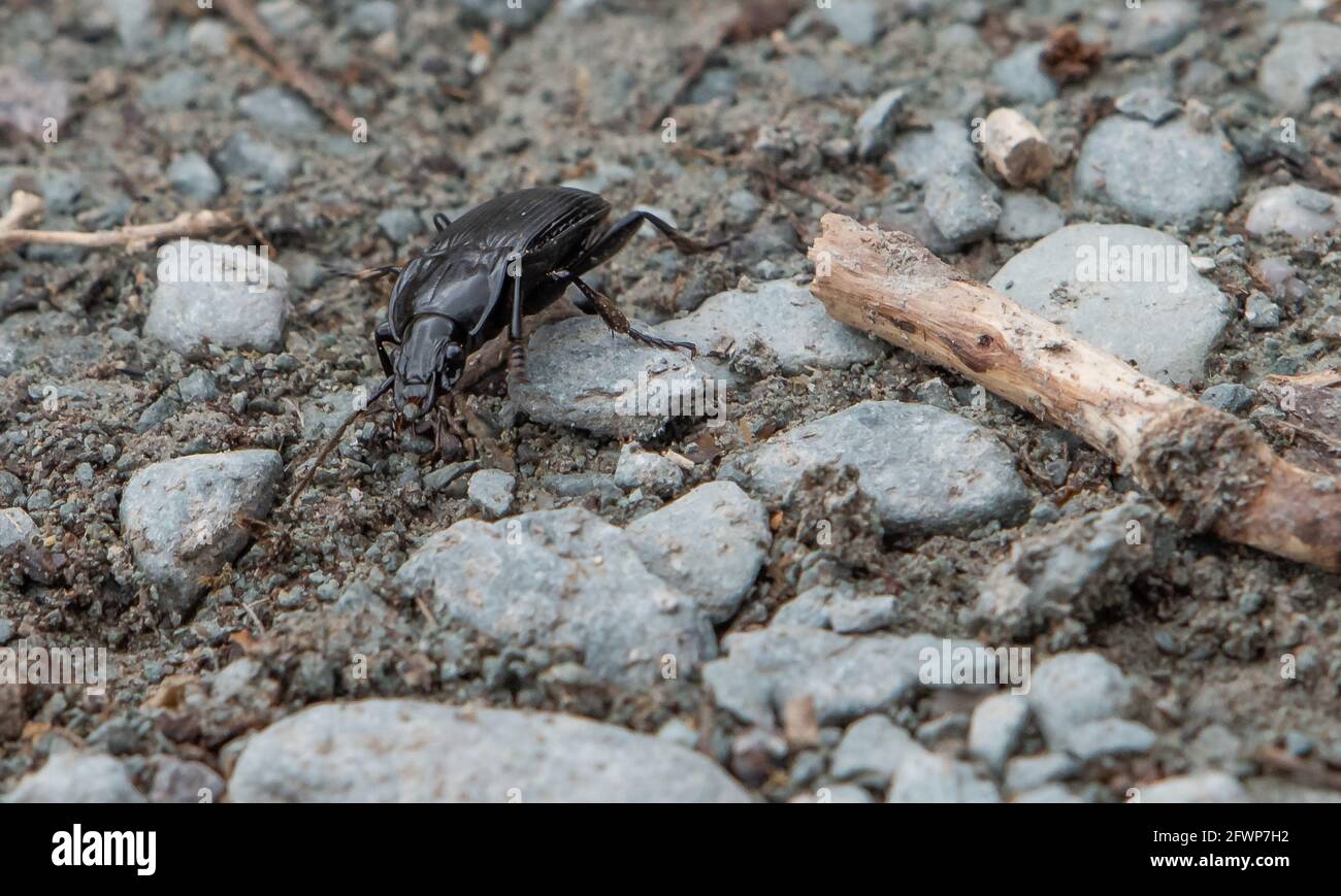 A ground beetle, Arnside, Cumbria, UK. Stock Photo