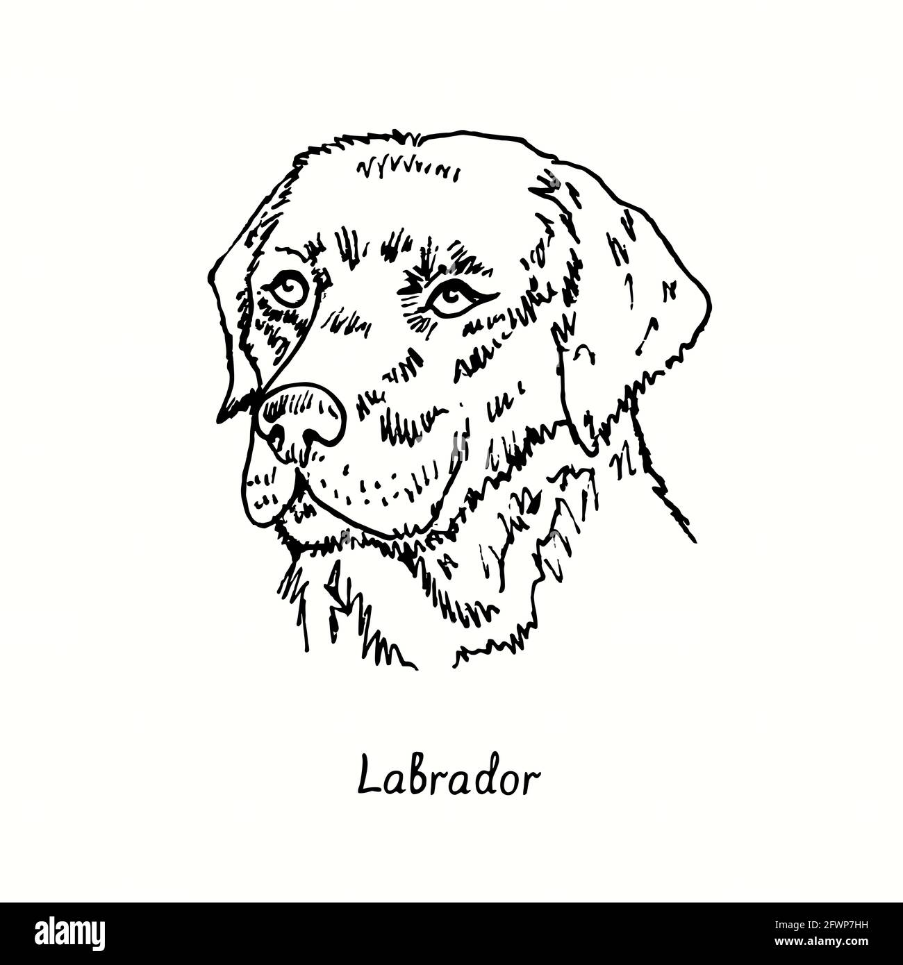Labrador Retriever muzzle front view. Ink black and white doodle drawing in woodcut style. Stock Photo