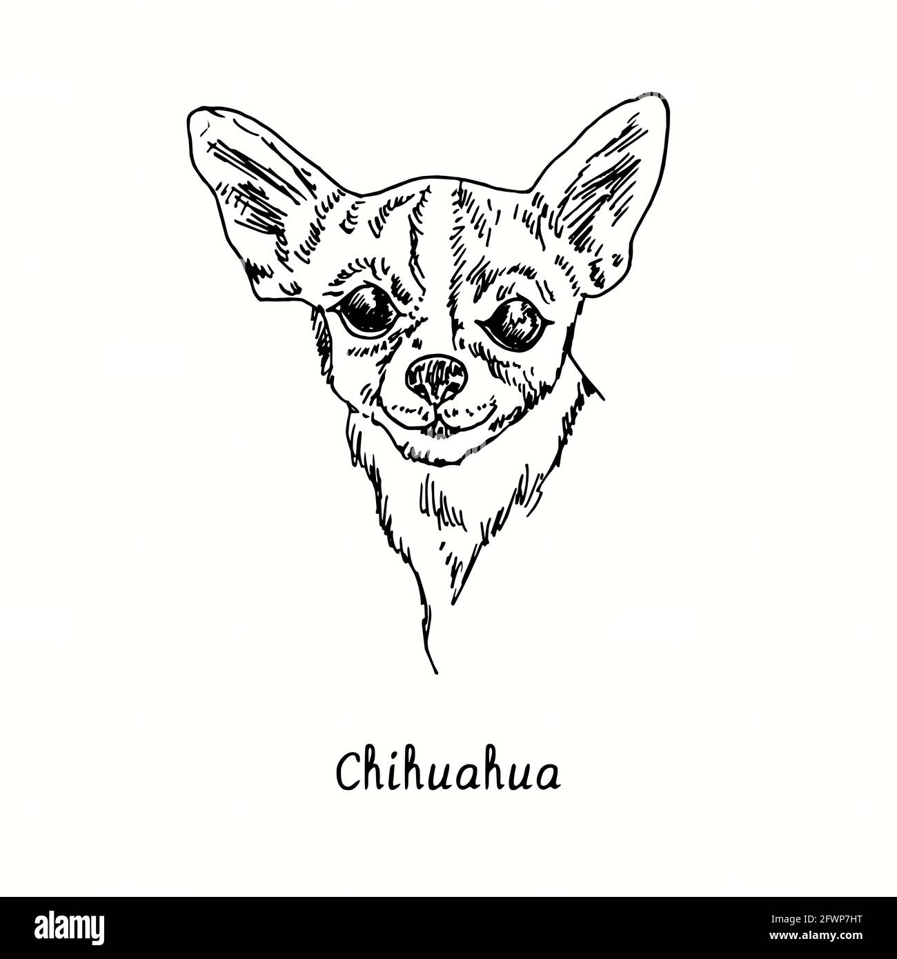 chihuahua muzzle
