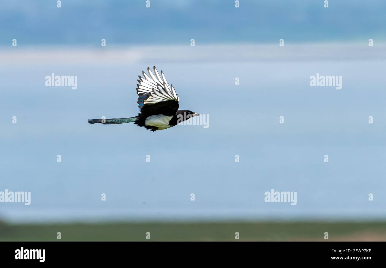 A magpie flying on Humphrey Head, Allithwaite, Grange-over-Sands, Cumbria. Stock Photo