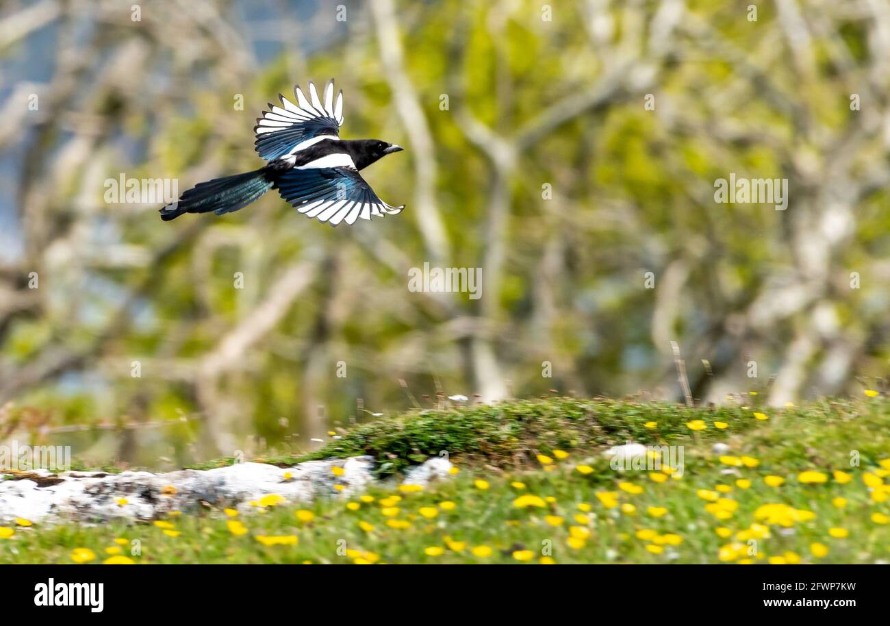 A magpie flying on Humphrey Head, Allithwaite, Grange-over-Sands, Cumbria. Stock Photo