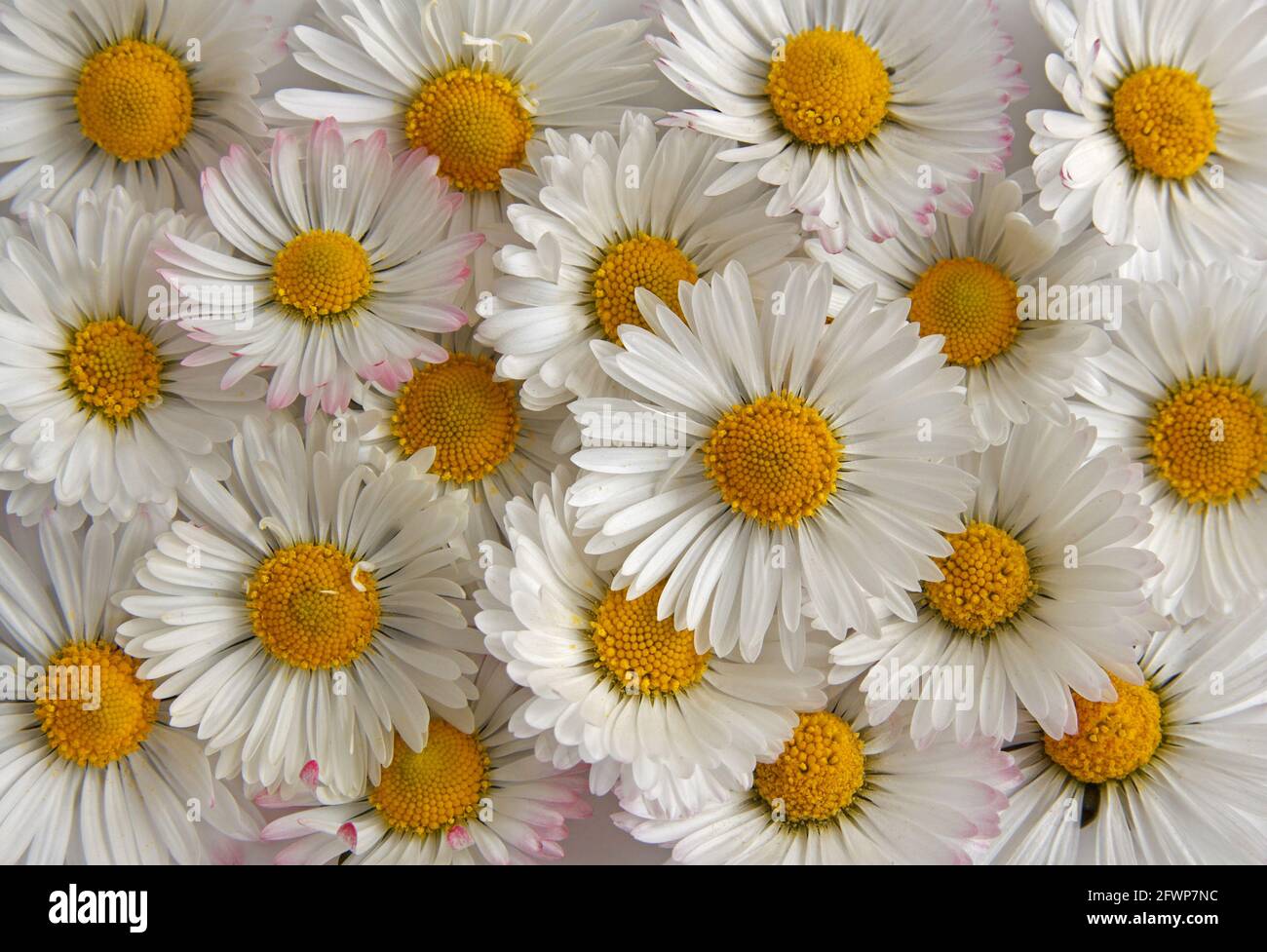Pattern background with white daisy flower, close up top view. Stock Photo