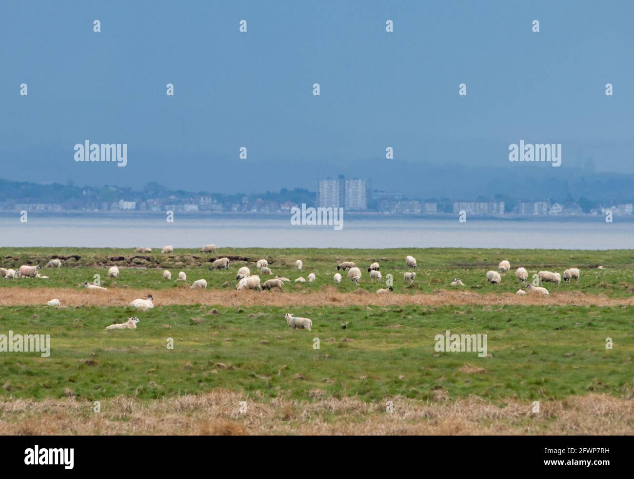 Sheep grazing on salt marsh, GrangeoverSands, Cumbria Stock Photo Alamy