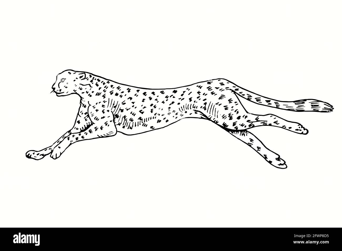 Cheetah running side view. Ink black and white doodle drawing in woodcut style. Stock Photo