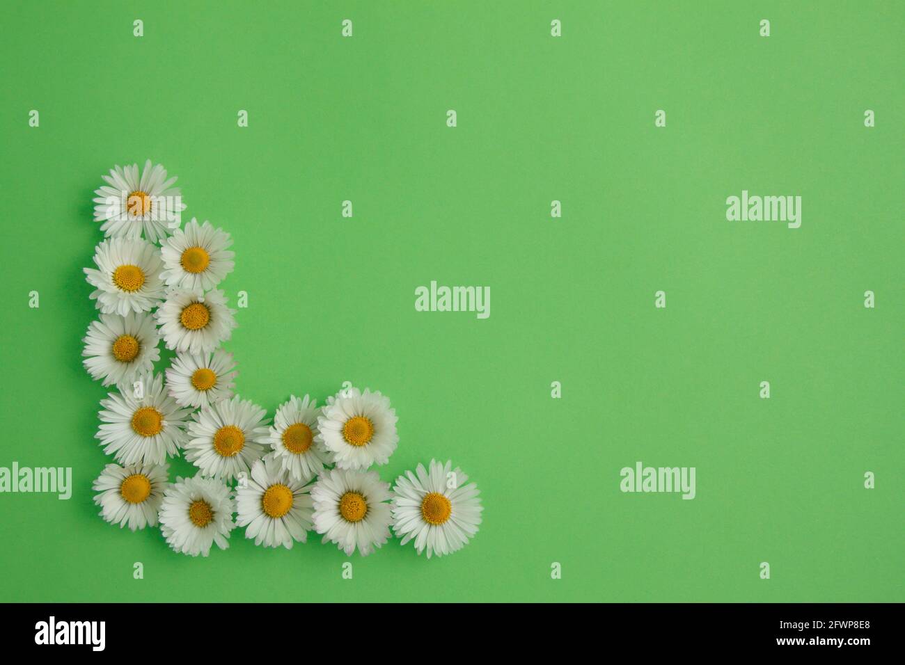daisies on green background, top view, flat lay, space for text. Stock Photo