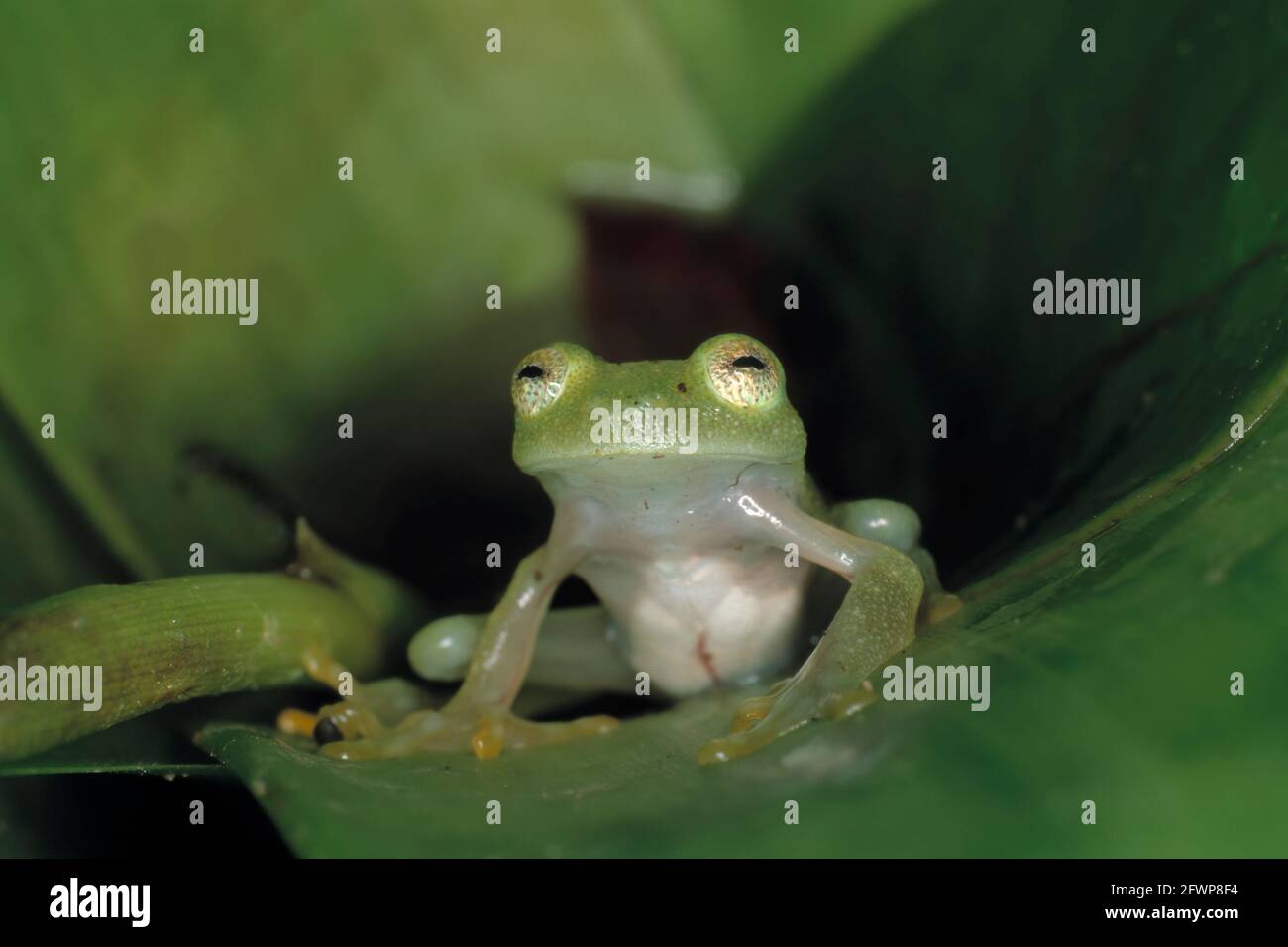 Glass Frog Hyalinobatrachium fleischmanni Costa Rica RE000069 Stock Photo Alamy