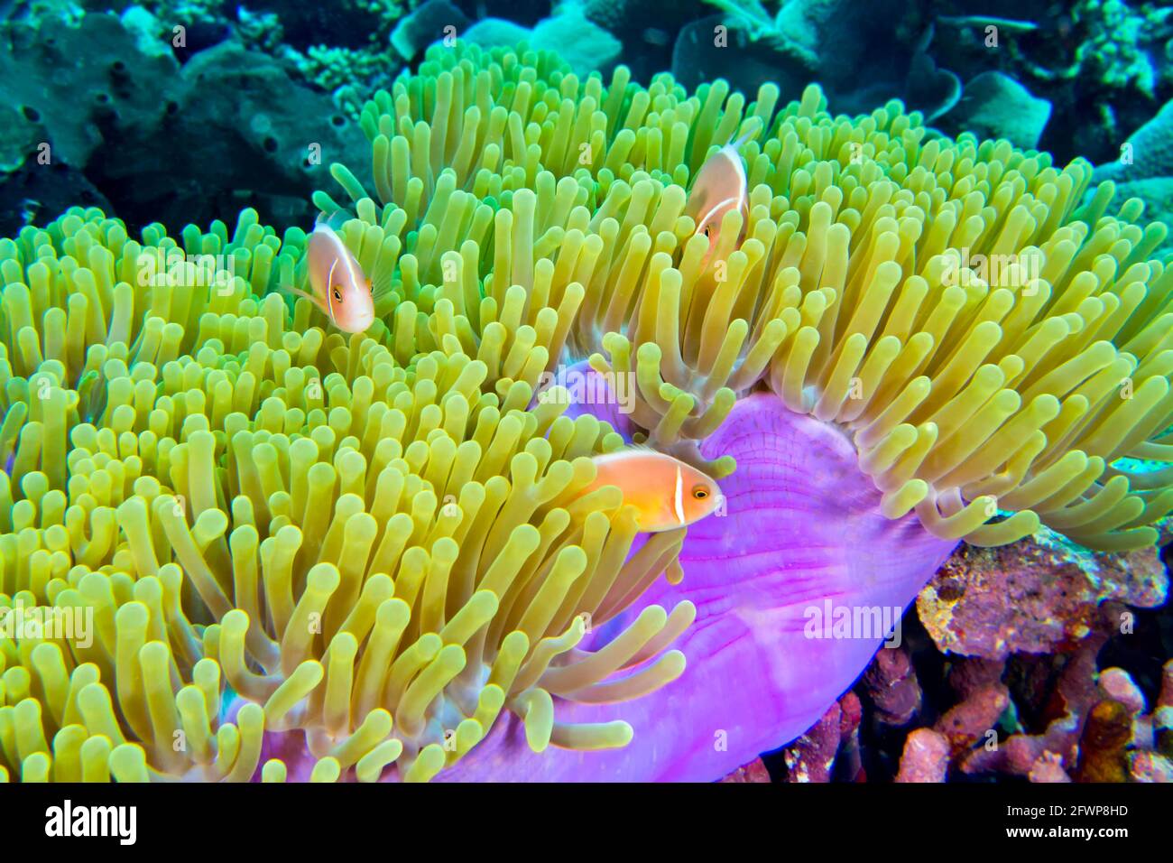 Pink Anemonefish, Amphiprion perideraion, Magnificent Sea anemone, Ritteri anemone, Heteractis magnifica, Bunaken National Marine Park, Bunaken, North Stock Photo