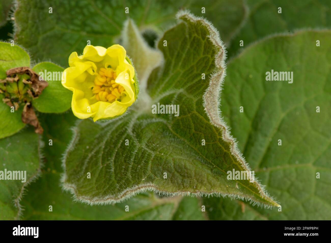 Saruma Henryi,upright wild ginger, foliage and yellow flower in close-up Stock Photo