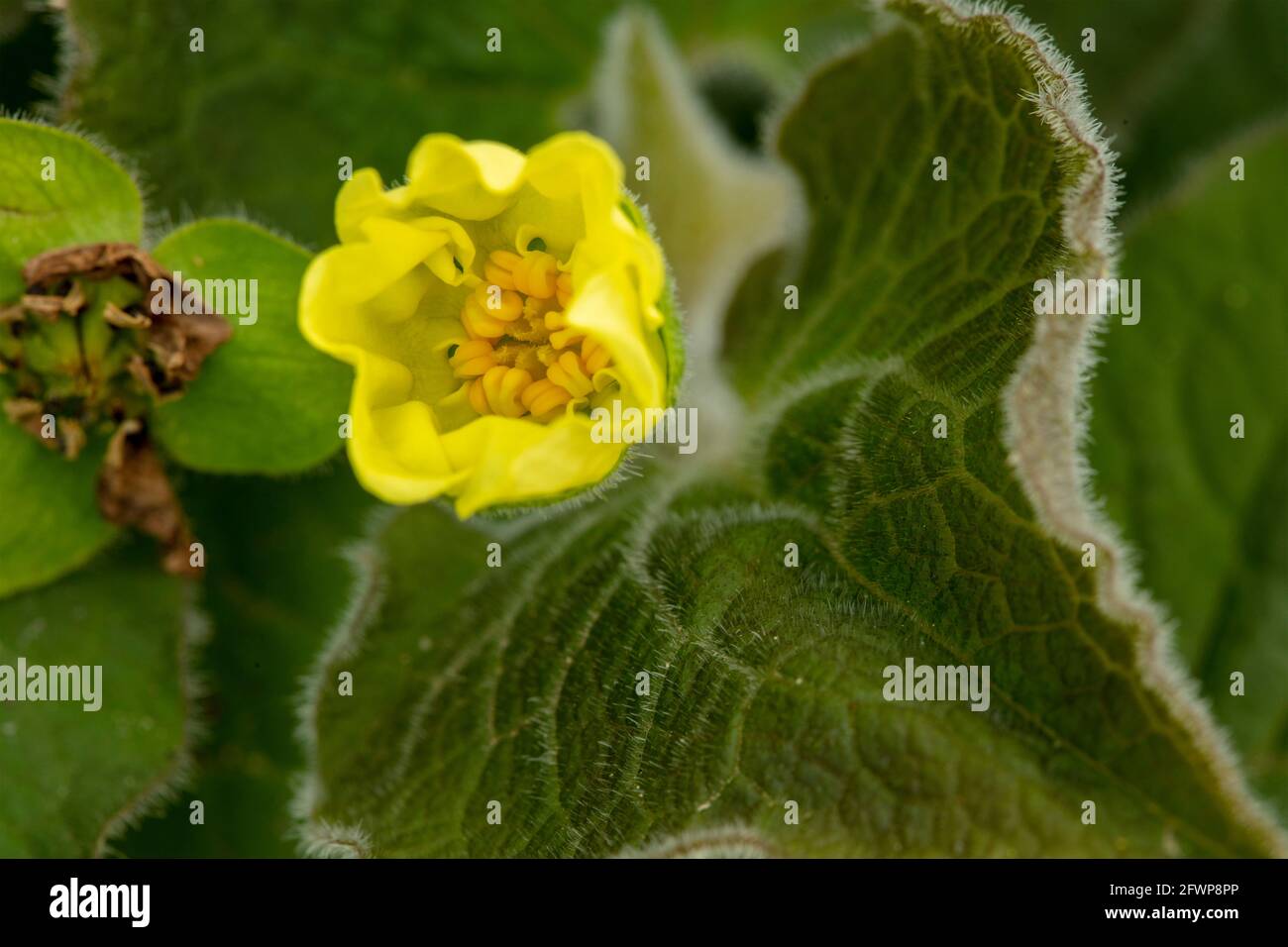 Saruma Henryi,upright wild ginger, foliage and yellow flower in close-up Stock Photo