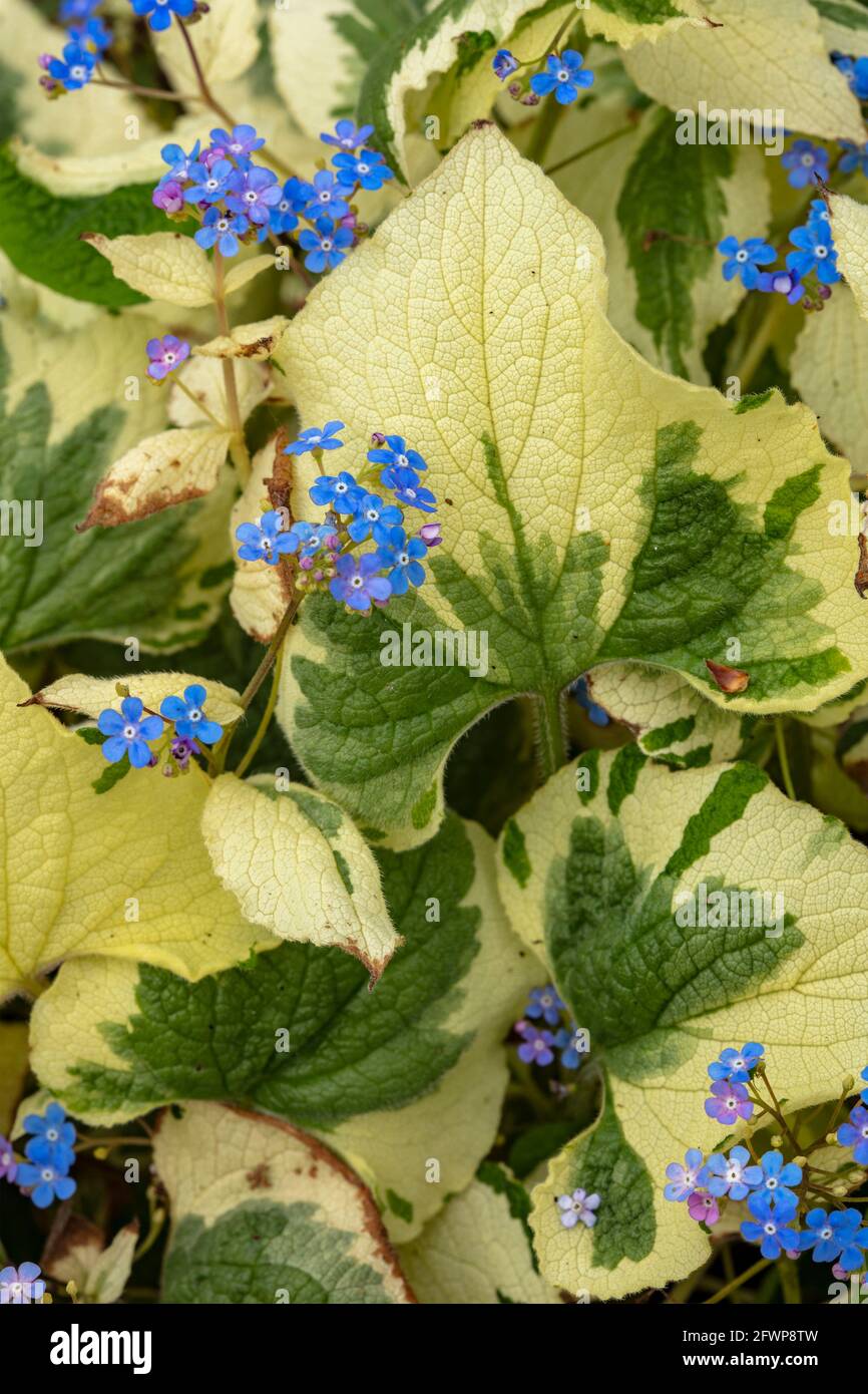 Brunnera Macrophylla – Dawson White flower and variegated foliage in spring Stock Photo