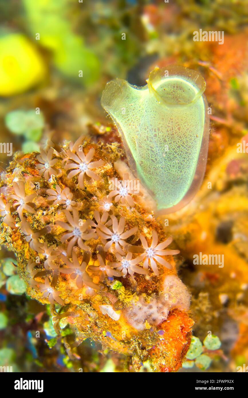 Ascidia, Tunicates, Clavelina robusta, Coral Reef, Lembeh, North Sulawesi, Indonesia, Asia Stock Photo