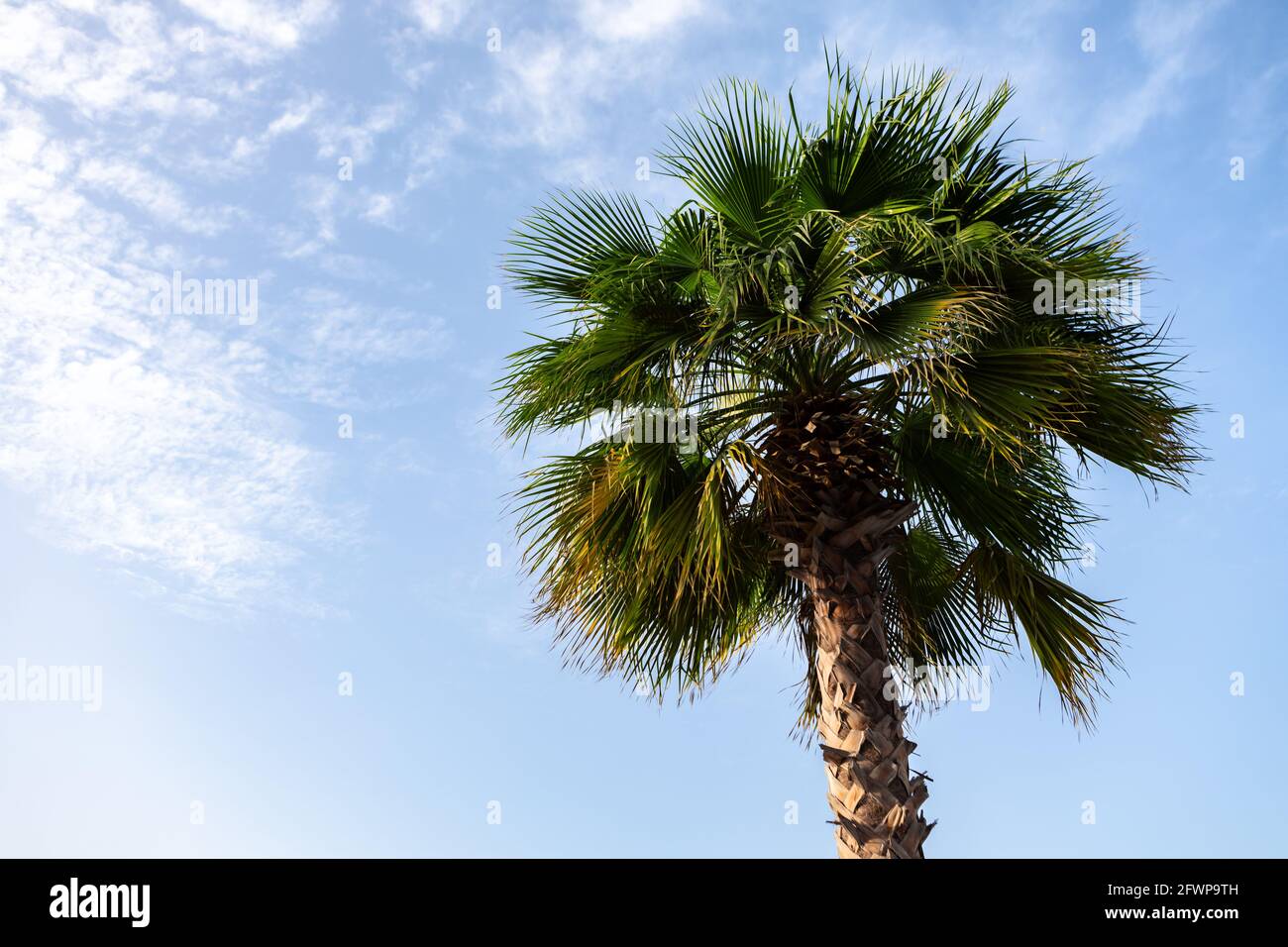 Green palm tree on blue sky background Stock Photo - Alamy