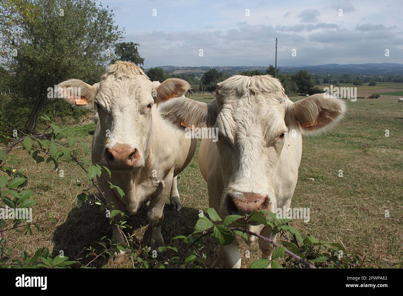 Charolais cattle in central France. The breed, primarily raised for meat, originated in Charolles in the Saone-et-Loire department of central France. Stock Photo