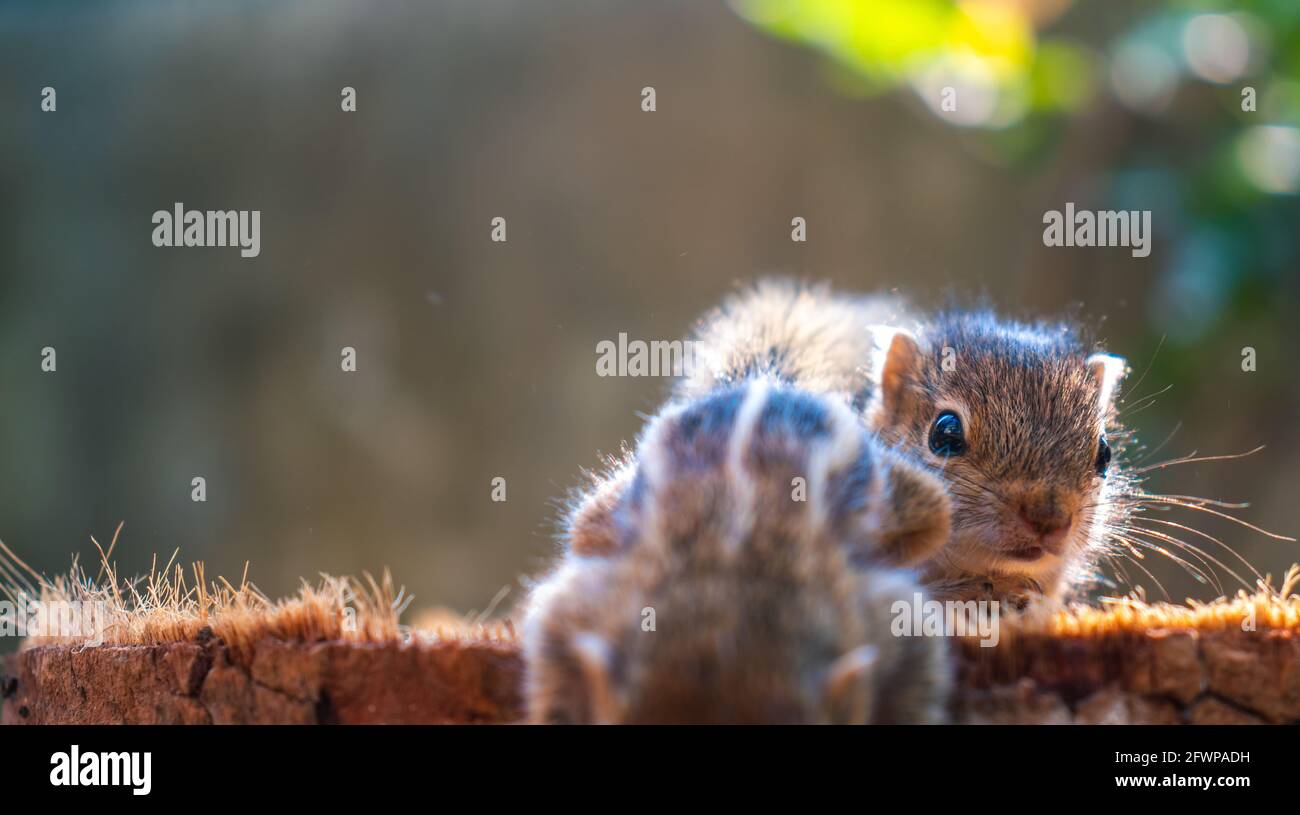 Peeking behind the older sibling brother, little adorable new born baby squirrels playing, backlit fur makes them pop in the evening, three striped pa Stock Photo