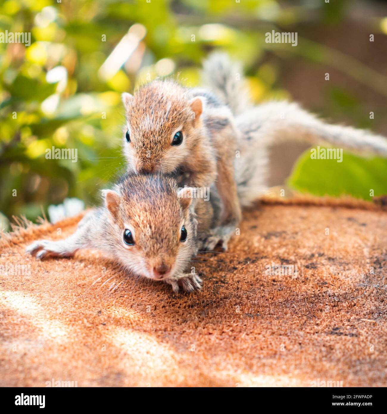 Cute baby squirrel hi-res stock photography and images - Alamy