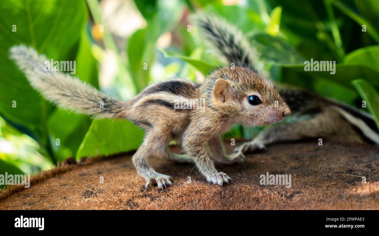 Small Squirrels lost in the wild, cute and adorable newborn orphan squirrel babies barely can walk and climb, three striped palm squirrels look for th Stock Photo