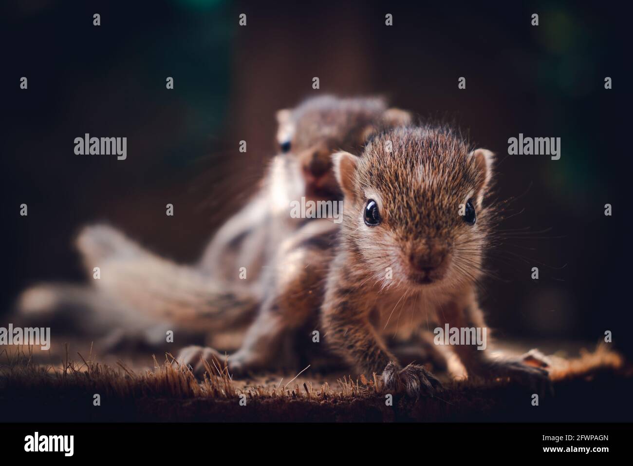 Small sibling squirrel baby rides big brothers back, cute adorable animal-themed photograph, three-striped palm squirrel babies are abandoned by paren Stock Photo