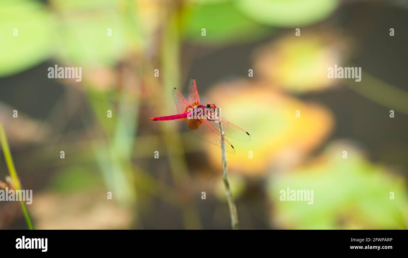 Red Dragonfly insect perched on to a plants stem near a lake. Stock Photo