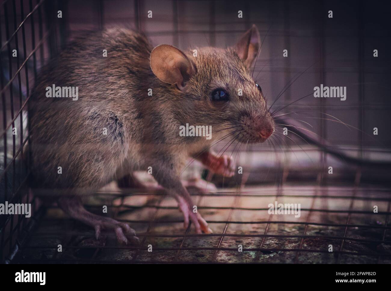 House rat trapped inside and cornered in a metal mesh mousetrap cage. concept of fear and pest control. Stock Photo
