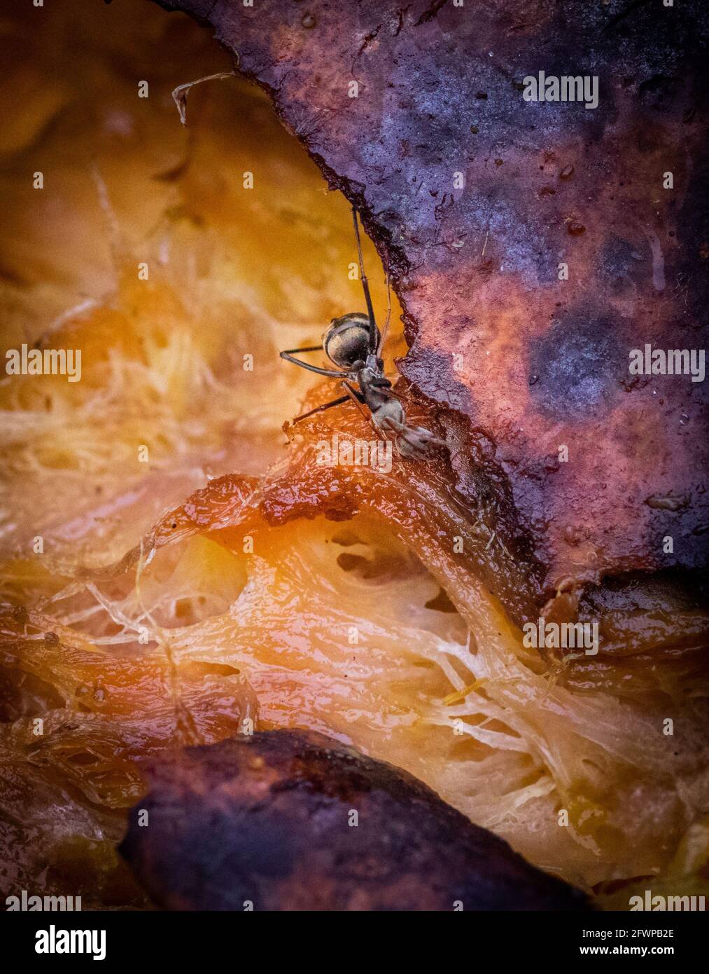 Ant eating a rotten mango fruit close up macro shot, bad smell attracts