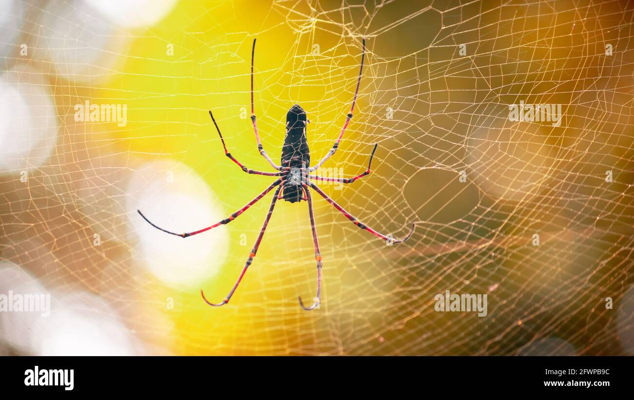 Giant golden orb weaver and its 8 long legs fully stretched in the nets view. waiting for prey like flying insects to entangled in the cobweb. Stock Photo