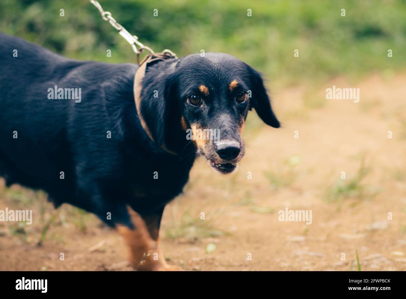 Owner and the wiener dog on the leash taking a walk outside. Stock Photo