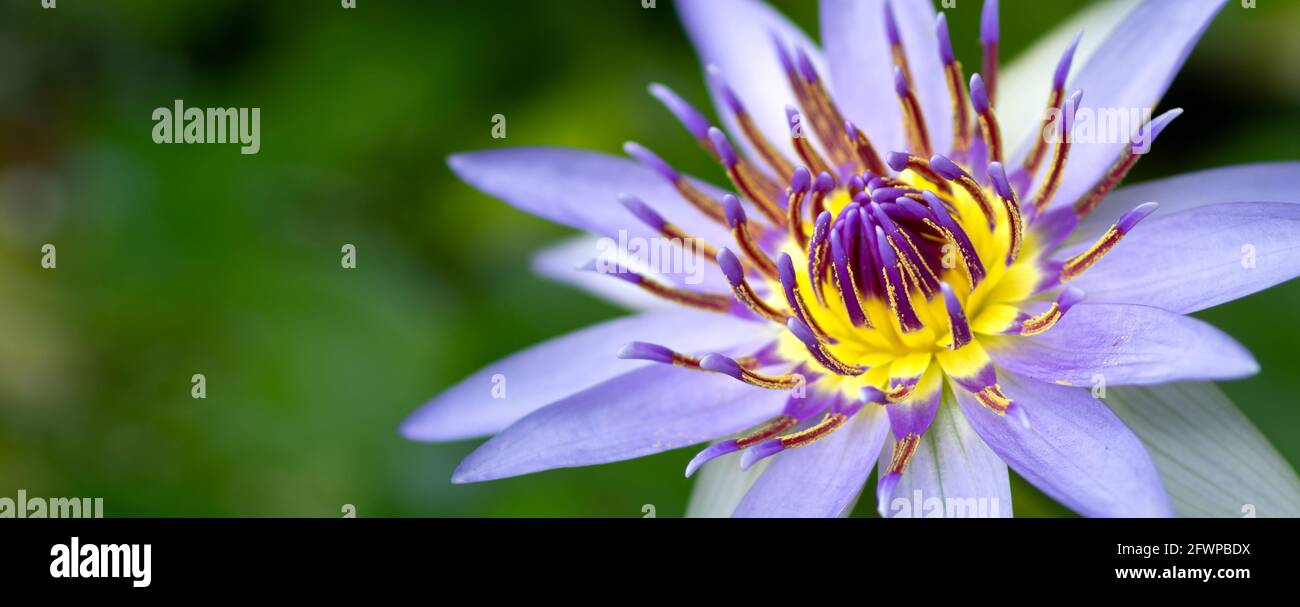 Beautiful Water lily flower close up wide macro photograph. Stock Photo