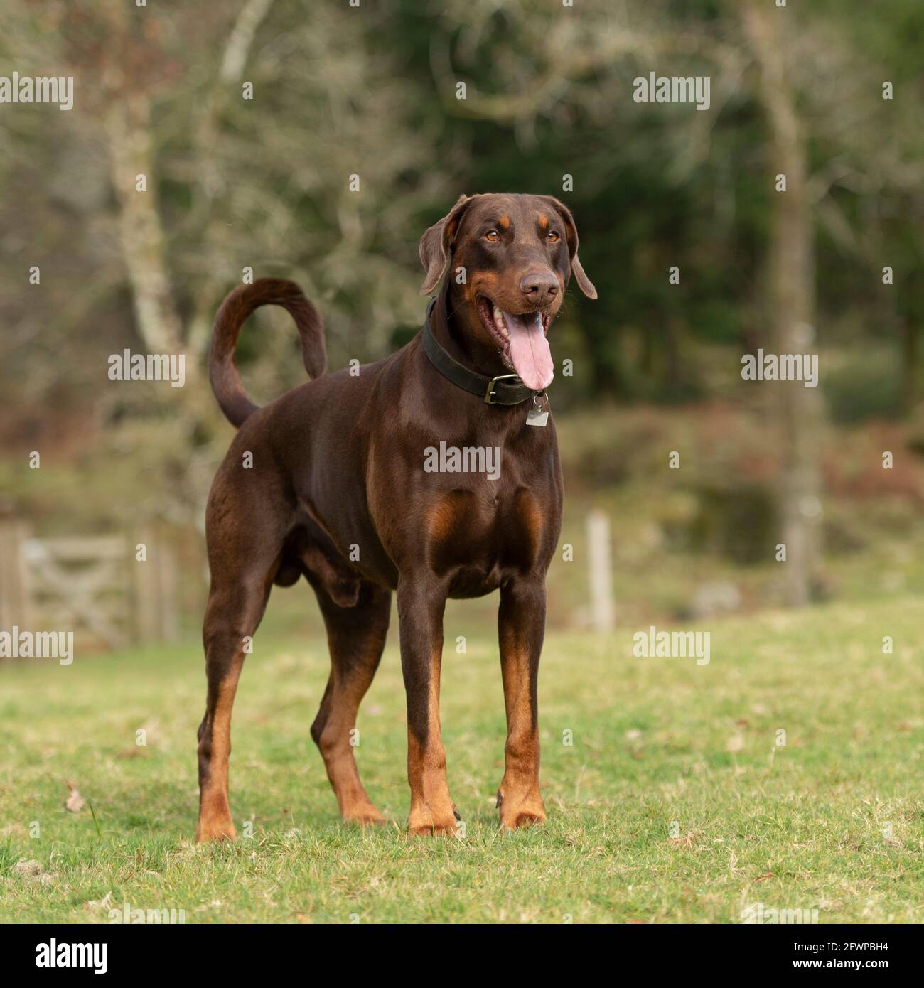 Liver doberman hi-res stock photography and images - Alamy