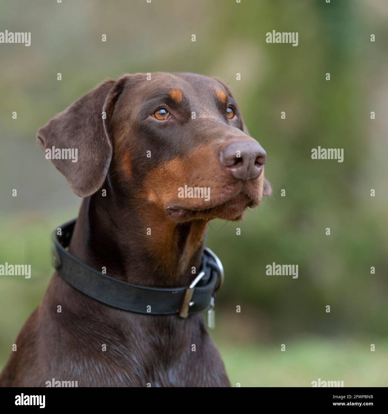 Dobermann pinscher hi-res stock photography and images - Alamy