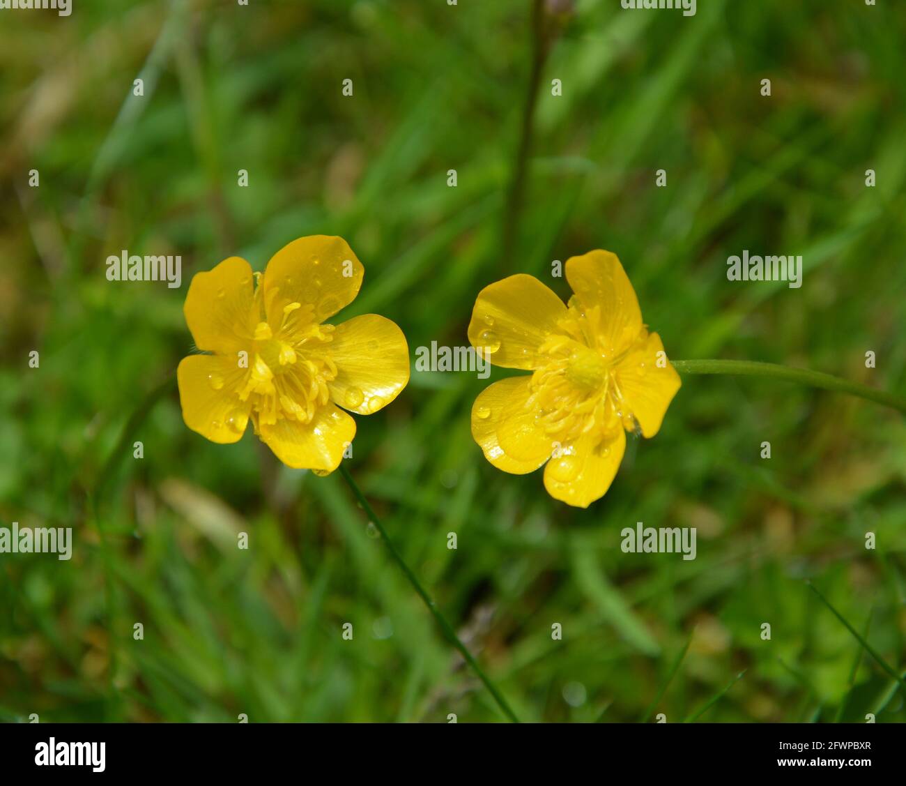 Buttercup Flower, Cambridge UK, purely beautiful and peaceful floral space Stock Photo