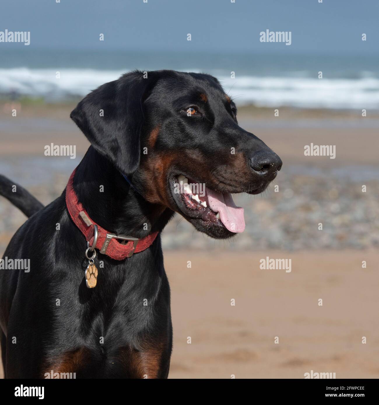 dobermann Stock Photo