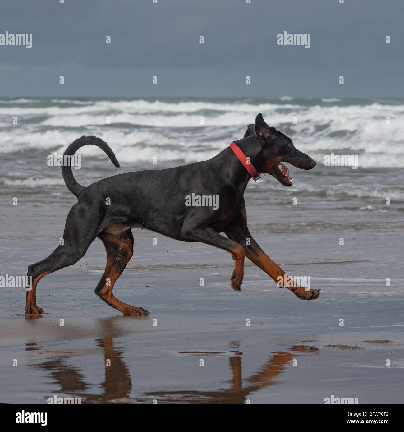 Dobermann natural ears hi-res stock photography and images - Alamy