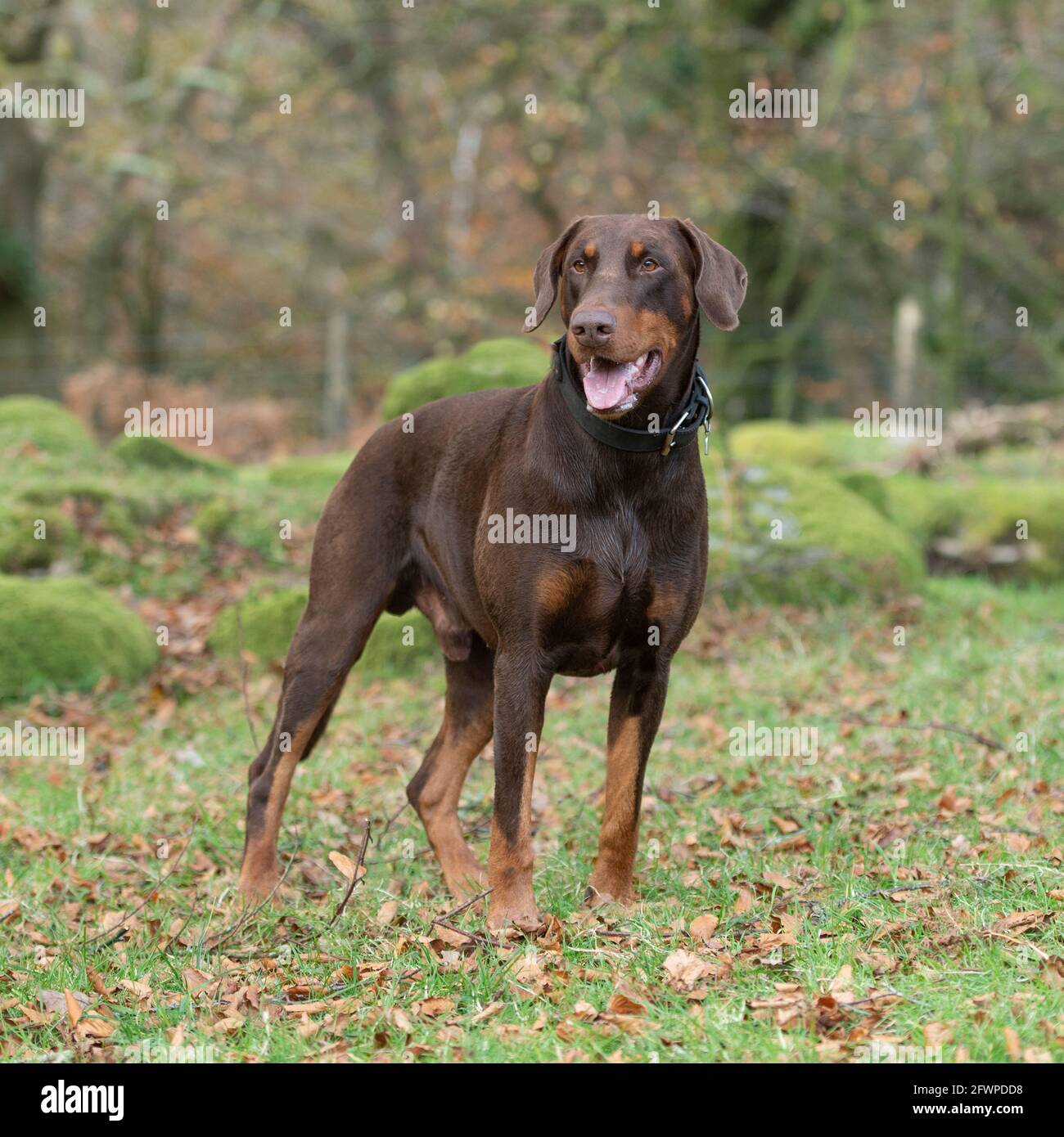 dobermann, doberman pinscher Stock Photo