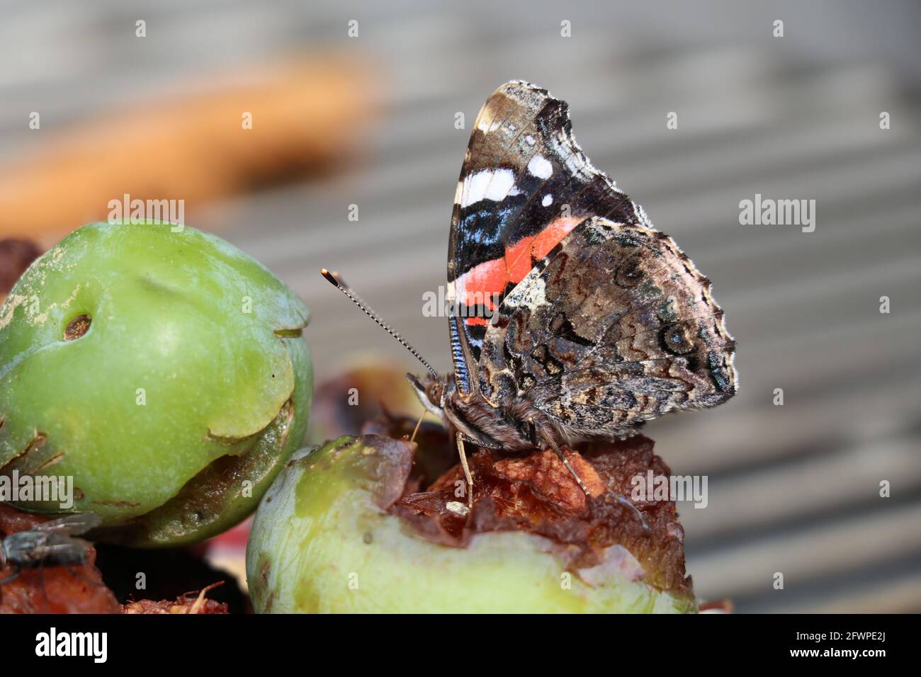 ventral view of the red admiral butterfly feeding on rotting fruit